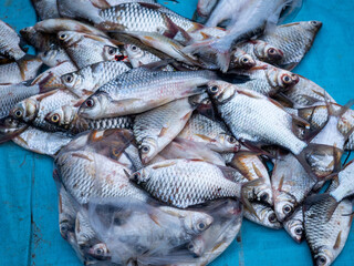 Fisch