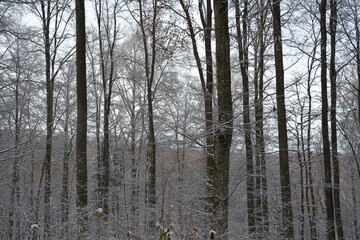 Winter Landschaft und Wälder