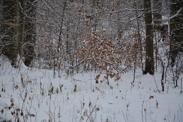 Winter Landschaft und Wälder