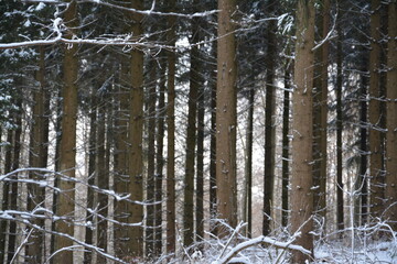 Fototapeta premium Winter Landschaft und Wälder