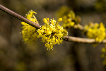 Cornus mas - Kornoelje