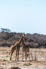 Two Angolan Giraffe - Giraffa giraffa angolensis- standing on the planes of Etosha National Park, Namibia.