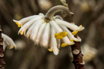 Edgeworthia papyrifera 'Grandiflora'