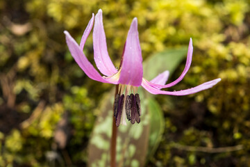 Erythronium dens-canis -dog's teeth