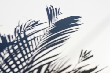 Palm leaf sunlight silhouette on abstract white wall background.