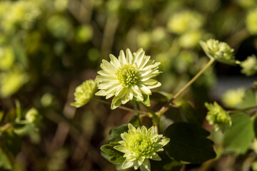 Anemonella thalictroides 'Betty Blake'