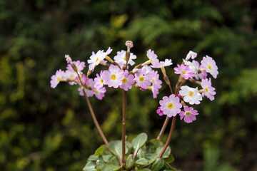 Primula 'Johanna'