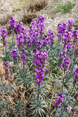 Erysimum 'Bowles Mauve' © Wiert