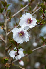 Prunus 'Hally Jolivette'