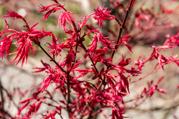 Acer palmatum 'Deshojo'