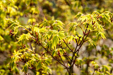 Acer palmatum 'Going Green'