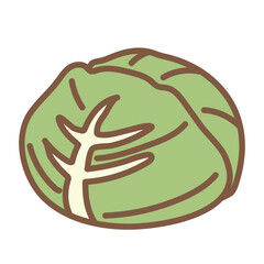 Illustration of fresh cabbage.