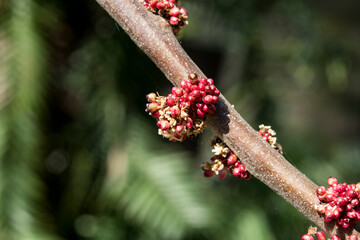 Alchornia davidii