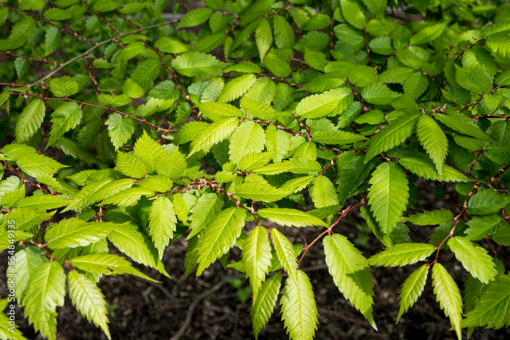 Poster zelkova serrata 'goblin'