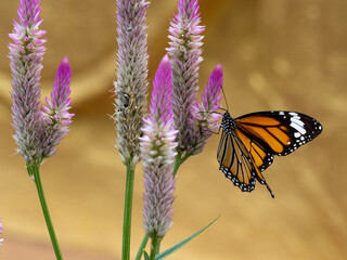 Schmetterling
