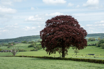 Fagus sylvatica 'Atropunicea' - red beech