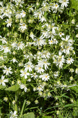 Stellaria holostea or greater stitchwort