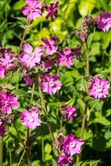 Obraz premium Silene dioica or red campion
