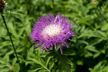 Centaurea nogmovii