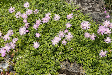 Centaurea simplicicaulis