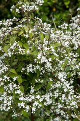 Deutzia setchuensis var. corymbiflora