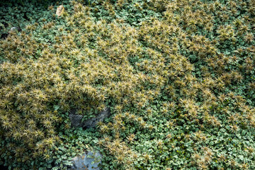 Obraz na płótnie Canvas Acaena magellanica, buzzy burr or greater burnet