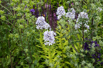 Campanula lactiflora 'Loddon Anna'