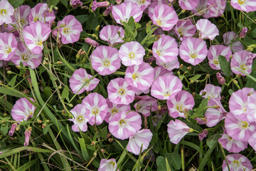 Naklejka premium Convolvulus arvensis - Bindweed