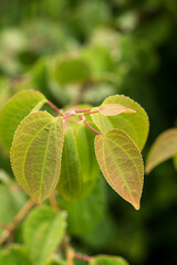Cercidiphyllum japonicum or  Kadsura