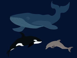 Set of marine mammals: blue whale, killer whale and dolphin
