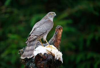 Female sparrowhawk with kill at a woodland site