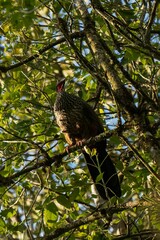 Cauca guan (Penelope perspicax) in Colombia