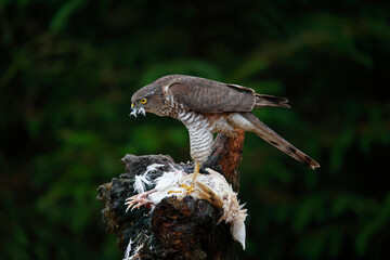 Female sparrowhawk with kill at a woodland site