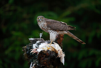 Female sparrowhawk with kill at a woodland site