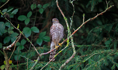 Female sparrowhawk with kill at a woodland site