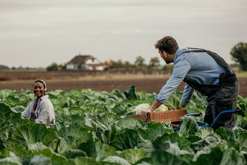 Smiling black woman and caucasian man working in the field. Woman is passing a fresh cabbage to a man