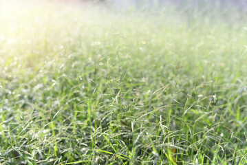 Green nature background with long grass in the meadow