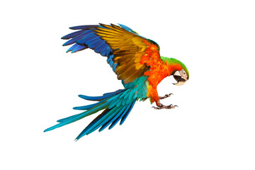 Colorful Harlequin macaw flying isolated on transparent background png file	