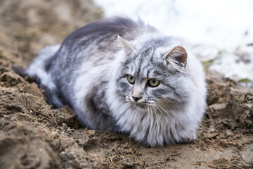 Naklejka na ściany i meble Cute gray cat outdoors. Close up view of the cat on the ground in winter.