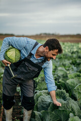 Handsome male bearded farmer working on his farm field, harvesting crops and carrying a cabbage.