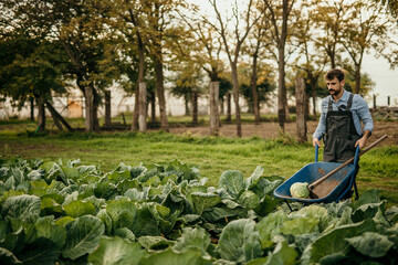 Side view of a smiling male farmer pushing a wheelbarrow in the field while picking up and...