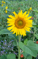 Obraz premium Flowering meadow with sunflowers, poppies and summer flowers