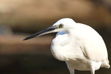 great heron ardea cinerea