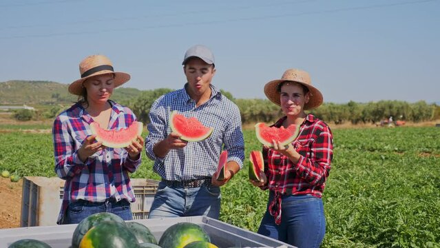 Satisfied watermelon harvesters tasting ripe red watermelon slices in a farmer field