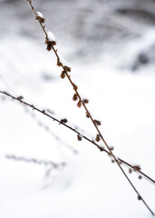Dry grass covered with snow. Winter atmosphere. Winter Christmas background. Close-up. Selective focus.