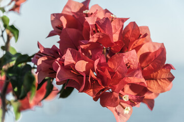 Flowers Bougainvillea in Egypt and summer flowering.