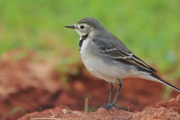 Fototapeta premium robin on the grass