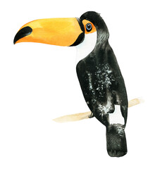 Toucan on a branch, painted in watercolor.