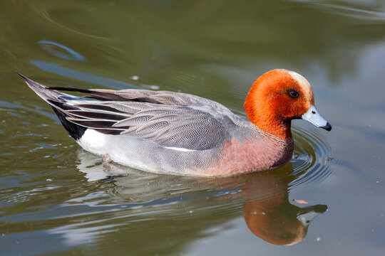 Eurasian wigeon (Mareca penelope) male which is a common dabbling duck which can be found swimming in a wetlands environment, stock photo image