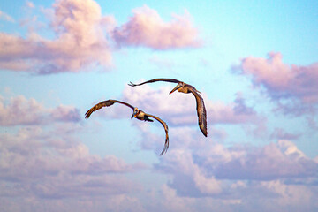 pelicans seabirds in caribbean atlantic ocean